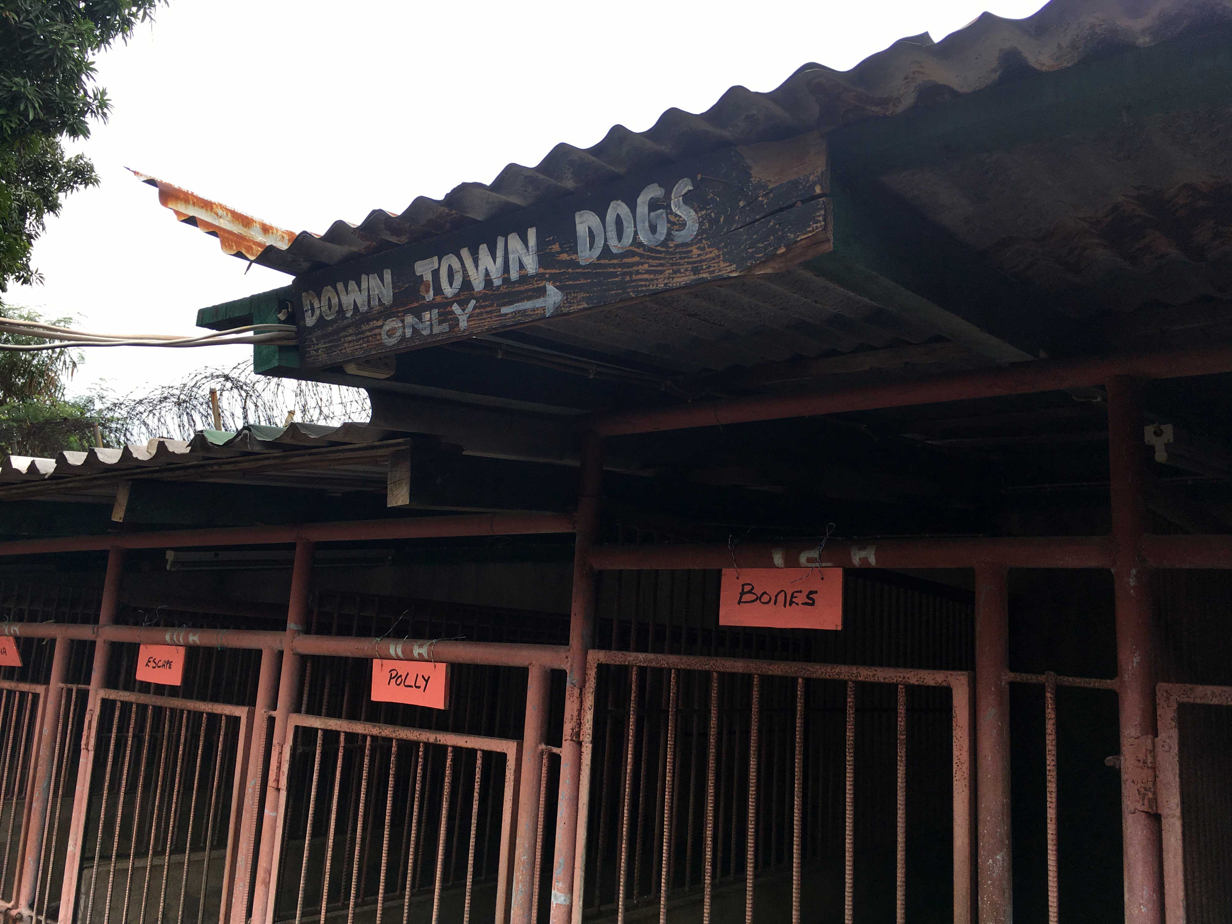 Abb. 2  „Downtown dogs only“ – nur
					Downtown-Hunde (Foto: Rivke Jaffe)